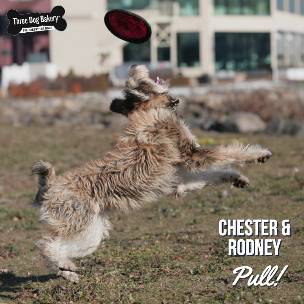 Yet another eventful month chez Chester. We decorated the house with lights and trinkets. The twerp and I were allowed to help with the decorations. Well, not so much “allowed” as we would’ve liked, however, we did help. Okay, not so much “help” either.