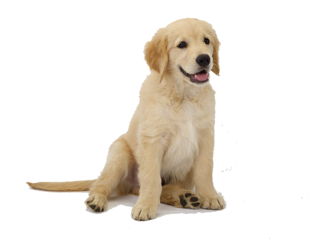 Puppy Potty Training: Tips for Success