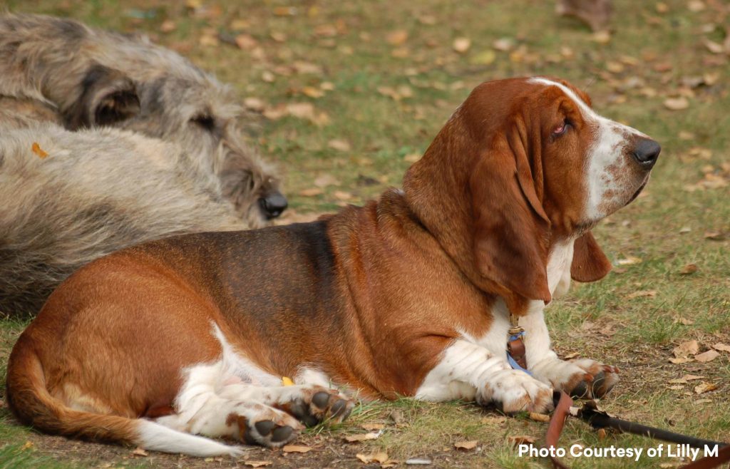 If you’ve ever seen a Hush Puppies shoe commercial, you are familiar with the Basset Hound. This breed is one of six French Basset-type breeds. This short-legged scent hound originated in the sixteenth century.