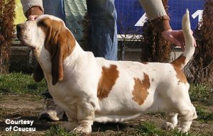 Bodza.08.02.10.a-300x192