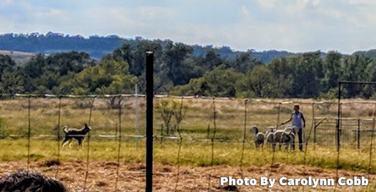 Laurie Lyons, New Jersey, Border Collies — “If you have a herding dog, no matter what the breed, it is my belief that you should get your dog to do what it is bred to do. That being said...I learned that not all Border Collies are excellent sheep herders!